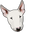 Bull Terrier Dog White Pointer
