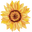 Sunflower Yellow Pointer