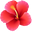 Hawaiian Hibiscus Pink Pointer