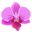 Pink Orchid Pink Pointer