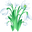 Galanthus aka Snowdrops Green Pointer