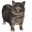 Oo Ee A E A Cat aka Oiia Meme Gray Pointer