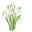 Tender Snowdrops Green White Pointer