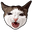 Crunchy Cat Meme Gray White Pointer