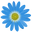 Felicia Amelloides aka Blue Daisies Pointer
