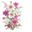Cosmos Bipinnatus aka Cosmea Pink White Pointer