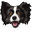 Border Collie Dog Black White Pointer
