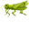 Green Grasshopper Pointer