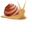 Land Snails Brown Pointer