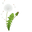 Dandelion's Seedhead Green White Pointer
