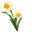 Narcissus aka Yellow Daffodils Green Pointer