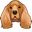 English Cocker Spaniel Dog Pointer
