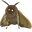 Moth Lamp Meme Pointer