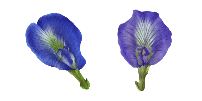 Clitoria Ternatea aka Butterfly Pea Cursor