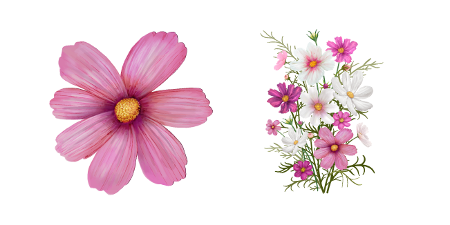 Cosmos Bipinnatus aka Cosmea Cursor