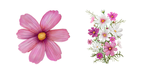 Cosmos Bipinnatus aka Cosmea Cursor