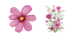 Cosmos Bipinnatus aka Cosmea Cursor