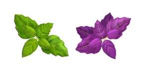 Feuilles de Basilic Vert et Violet Curseur