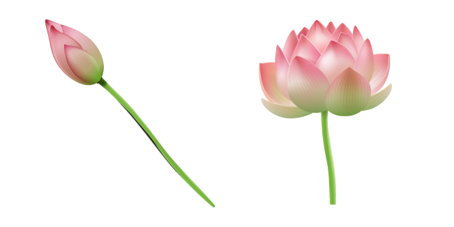 Pink Water Lily Cursor