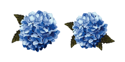 Hydrangea aka Hortensia